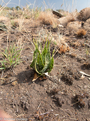 Ledebouria marginata