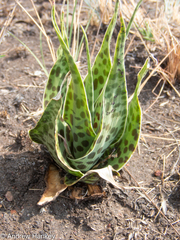 Ledebouria marginata