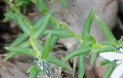 Orianthera serpyllifolia