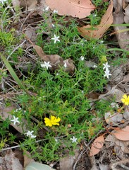 Orianthera serpyllifolia