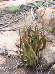Aloe barbara-jeppeae