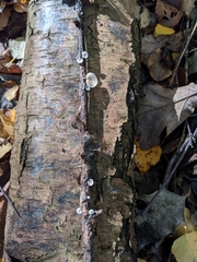 Crepidotus variabilis