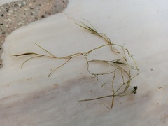 Potamogeton pusillus