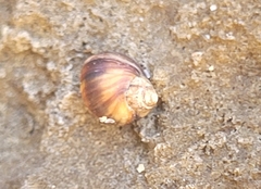 Melarhaphe neritoides