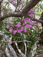 Dendrobium kingianum