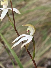 Caladenia moschata
