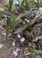 Dendrobium kingianum