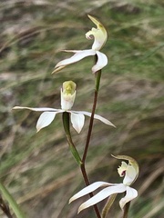 Caladenia moschata