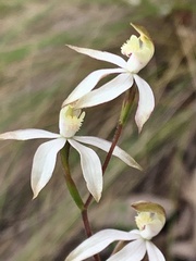 Caladenia moschata