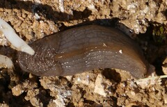 Tandonia sowerbyi