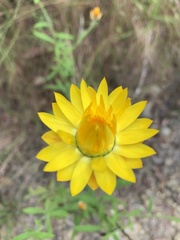 Xerochrysum bracteatum