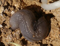 Tandonia sowerbyi