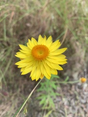 Xerochrysum bracteatum