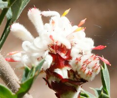 Petrophile diversifolia