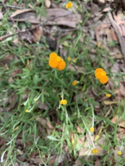 Chrysocephalum apiculatum