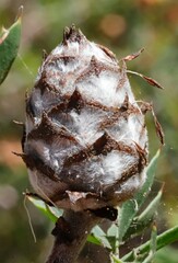 Petrophile diversifolia