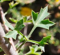 Petrophile diversifolia