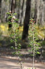 Petrophile diversifolia