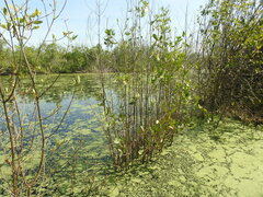 Laguncularia racemosa