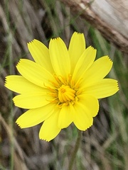 Microseris walteri