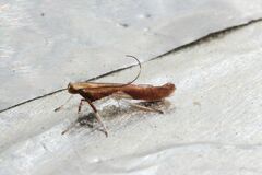 Caloptilia packardella