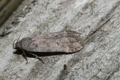 Anacampsis innocuella