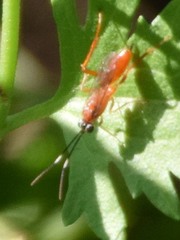 Pachysomoides fulvus