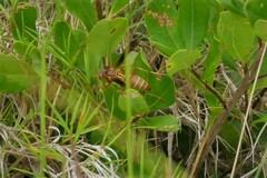 Polistes bellicosus