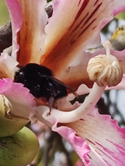 Bombus terrestris canariensis