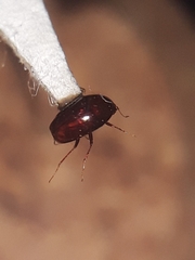 Scaphidiinae