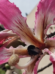 Bombus terrestris canariensis