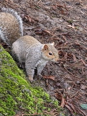 Sciurus carolinensis