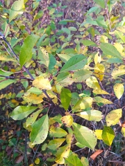Cerasus