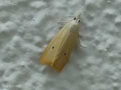 Scirpophaga incertulas