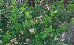 Boronia alata