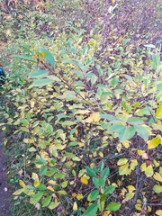 Cerasus