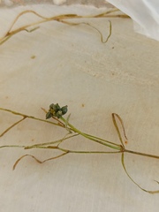 Potamogeton pusillus