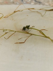 Potamogeton pusillus