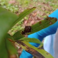 Limacodidae