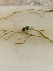 Potamogeton pusillus