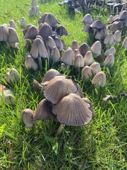 Coprinopsis atramentaria