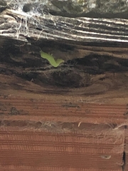 Lepidoptera