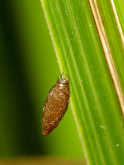 Meteorus pulchricornis