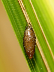 Meteorus pulchricornis