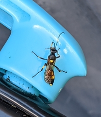 Ichneumon stramentor