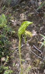 Pterostylis plumosa