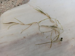 Potamogeton pusillus