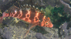 Cirrhitichthys aprinus