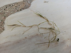 Potamogeton pusillus