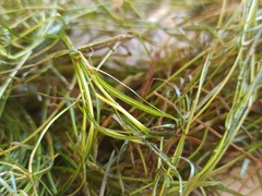 Potamogeton pusillus